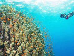 Snorkeling Mnemba Atoll