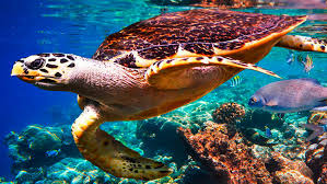 Snorkeling & Quad Adventure